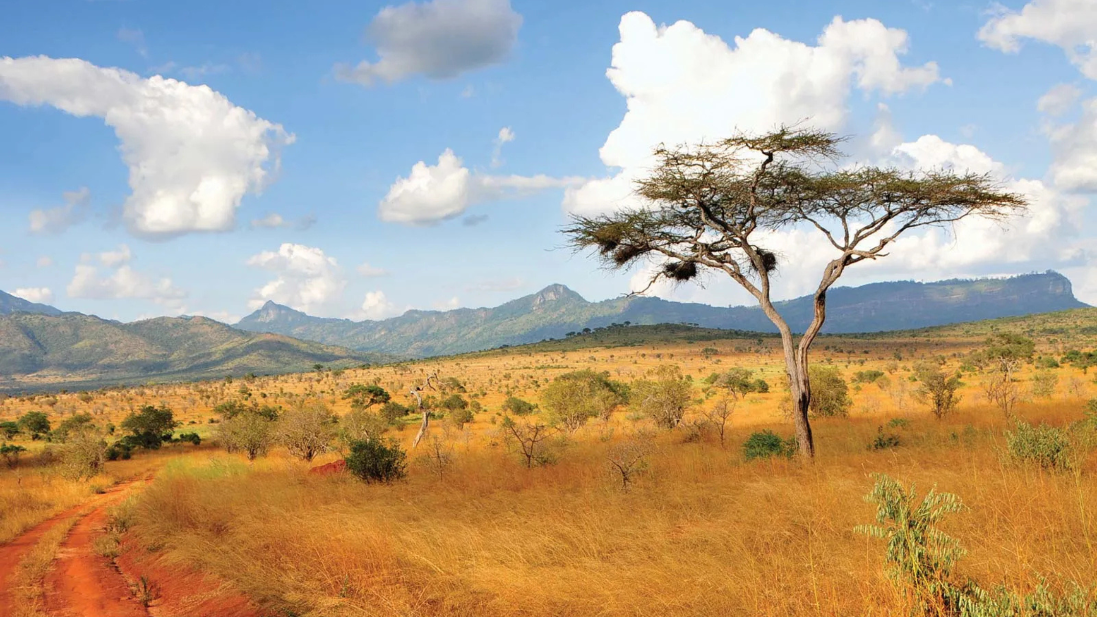 Why Kenyan Runners Dominate—And Why It’s Not Just Genetics