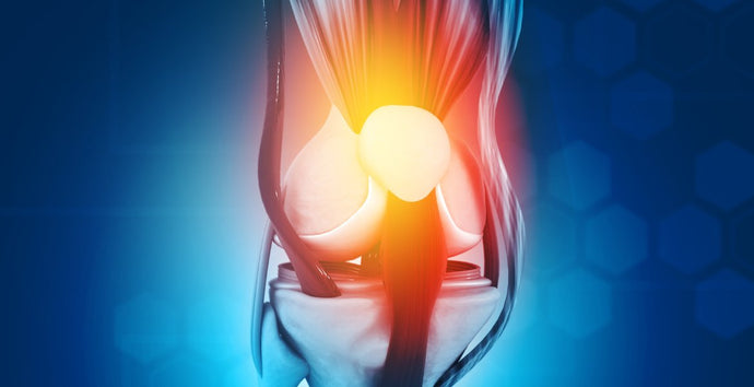 The Quick Guide to Understanding How Your Knee Works