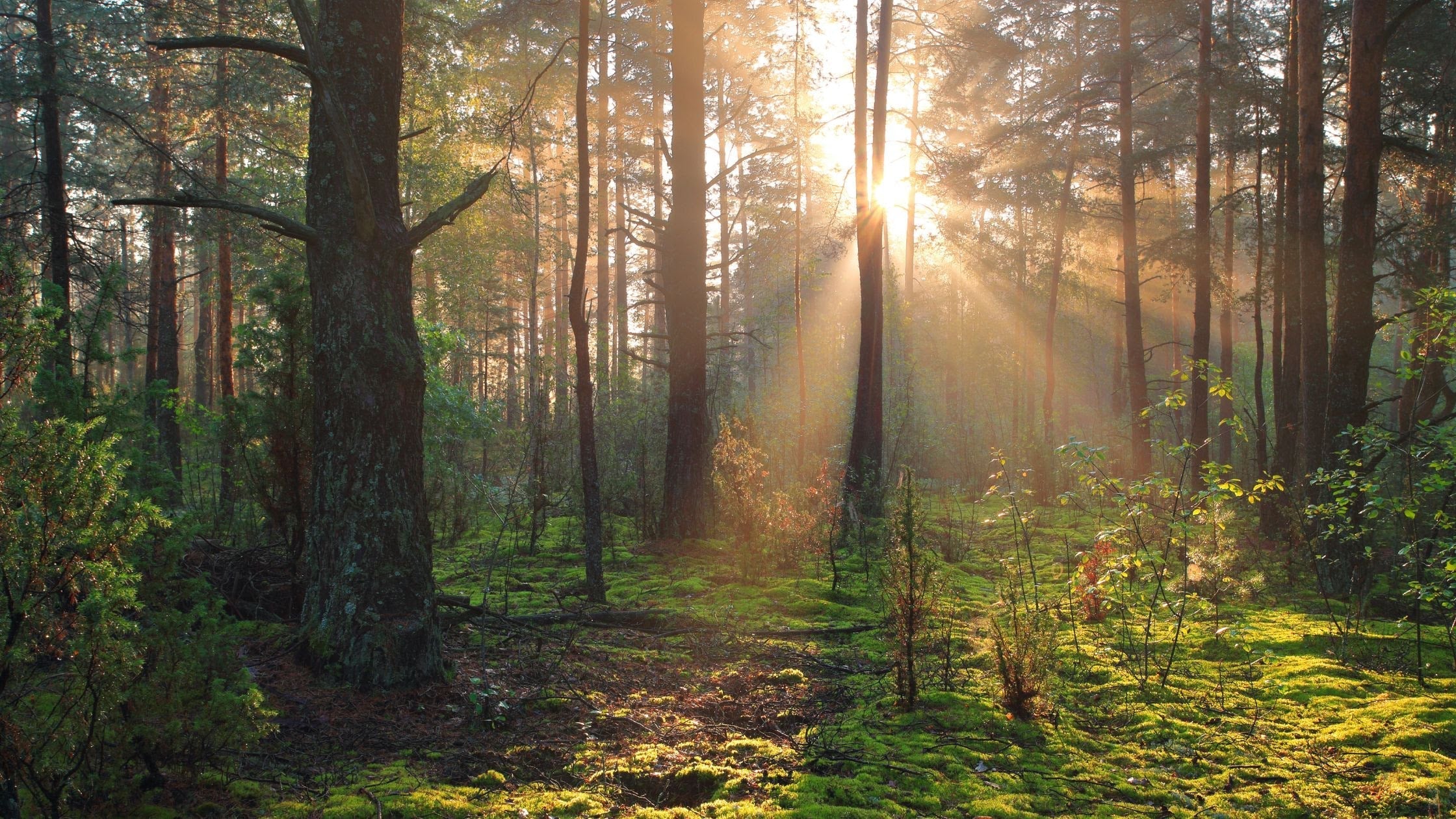 Why Time in Nature May Be One of the Most Underrated Health Habits